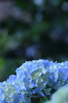 明月院ブルーに憧れて 2016 5/26 DSC_2645