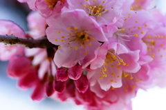 春めき桜...桃色吐息 ⑥