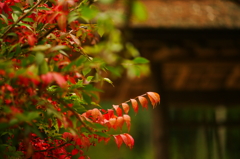 小さい秋 ぶら散歩 昭和記念公園 2015 10/10 DSC08238