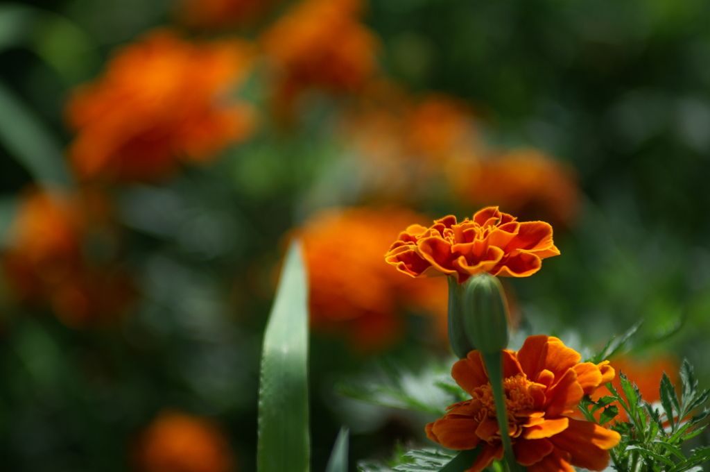 ぶら散歩 西鎌倉 8/22 PICT4367