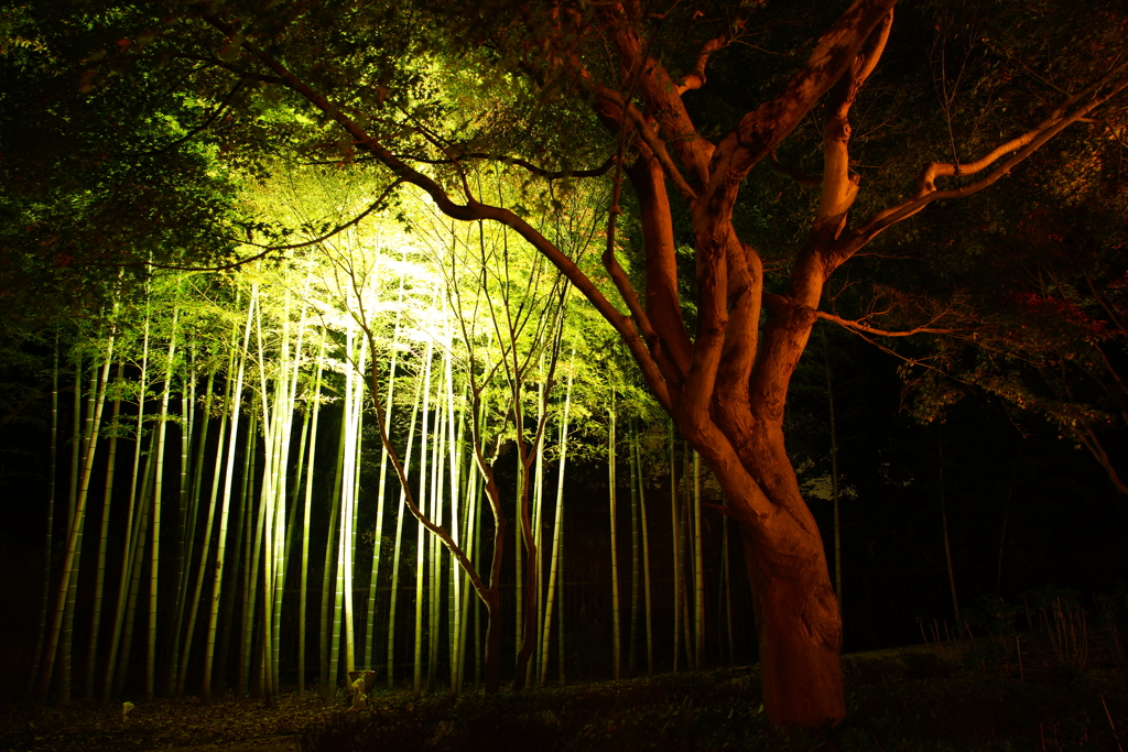 幻想的な光景 竹林 ～大磯城山公園～