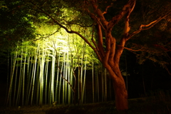 幻想的な光景 竹林 ～大磯城山公園～