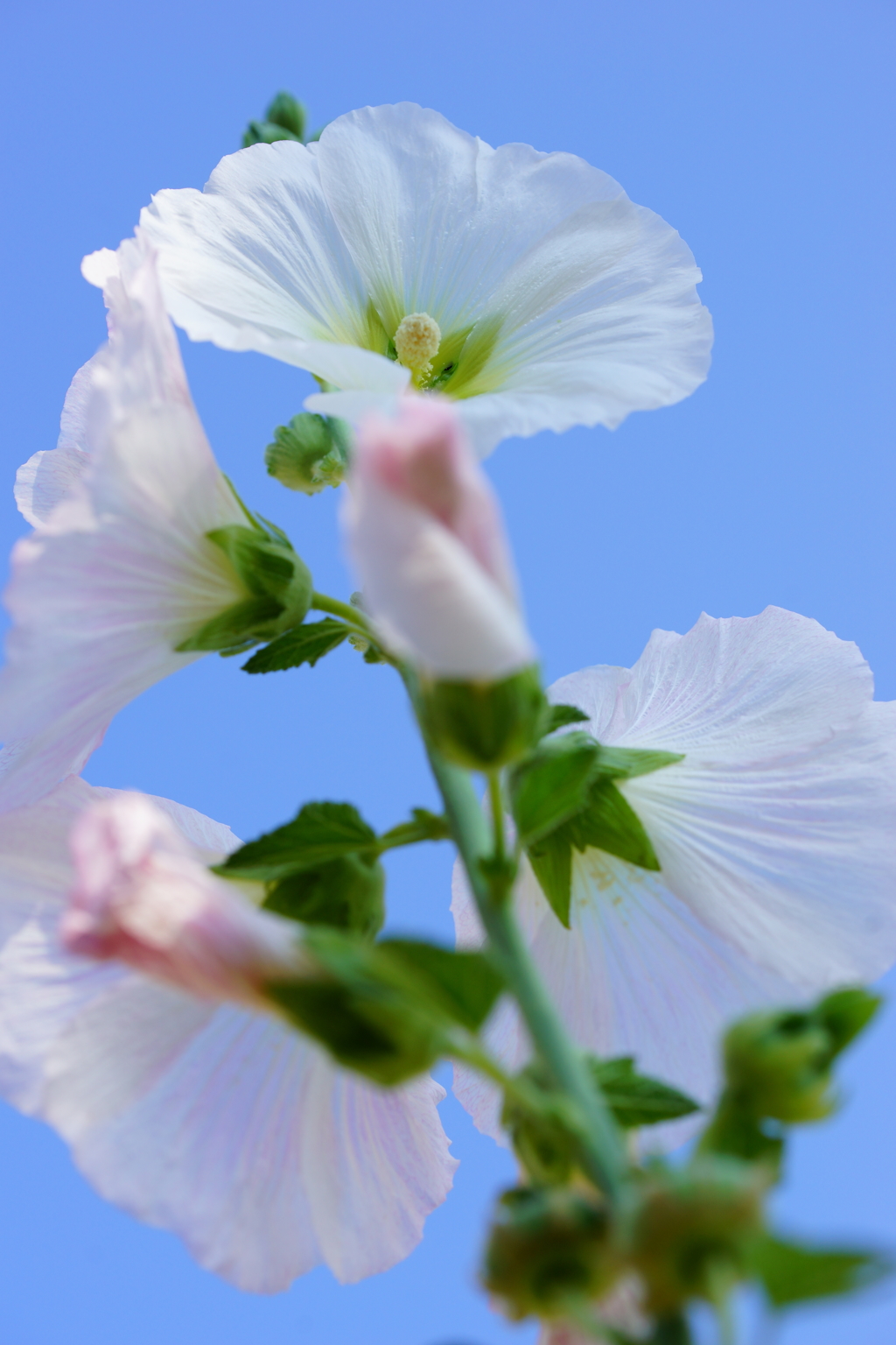 初夏に天高く伸びる存在感～立葵～①