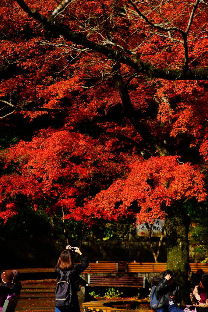深紅に夢中
