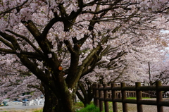 秦野戸川公園  2016 4/9 DSC08320