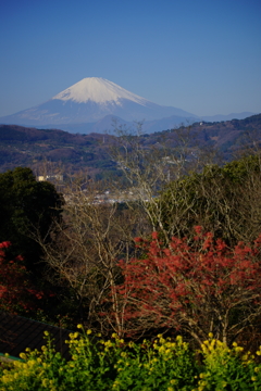 菜の花と富士山 ①