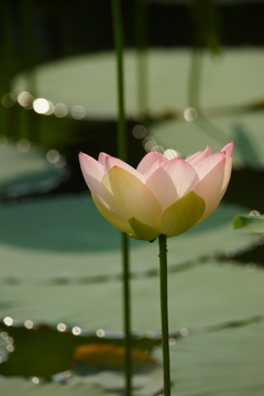 秘密の蓮池again 朝ぶらの収穫 2016 6/19 DSC03920