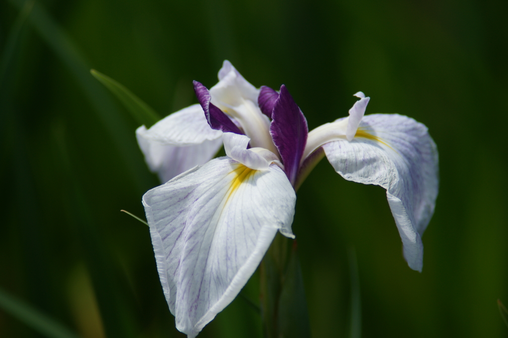 横須賀菖蒲園にて 6/6 DSC00949