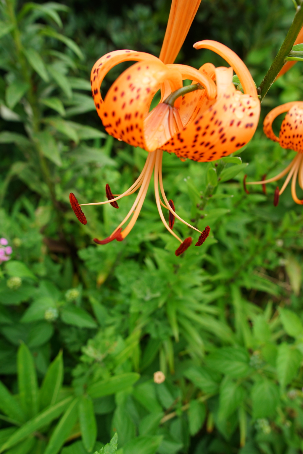 夏の朝ぶら 2016 7/16 DSC05892