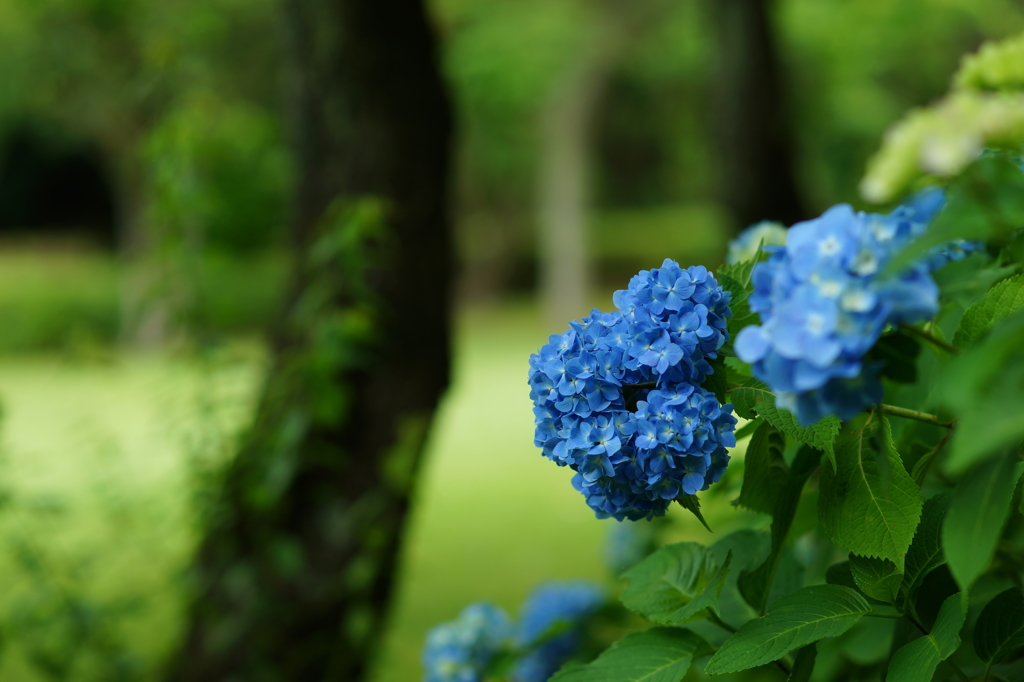 紫陽花ぶら散歩 大庭城址公園 2016 5/28 DSC03073