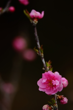 春色～花桃～⑨