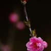 春色～花桃～⑨