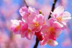 河津桜 白浜桜の里 2016 2/11 DSC05504