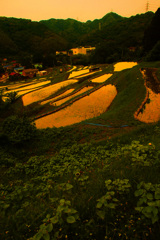 湘南の棚田で観た夕景 ③