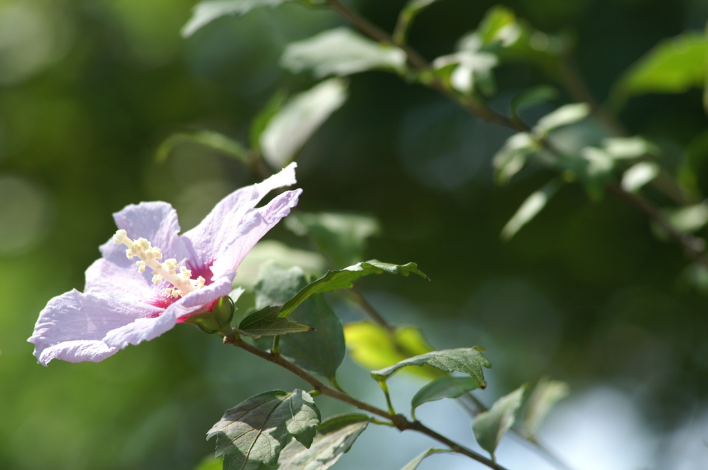 ぶら散歩 長久保公園 9/19 PICT1464