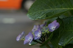 雨上がりの紫陽花 鎌倉にて5/30　PICT2434