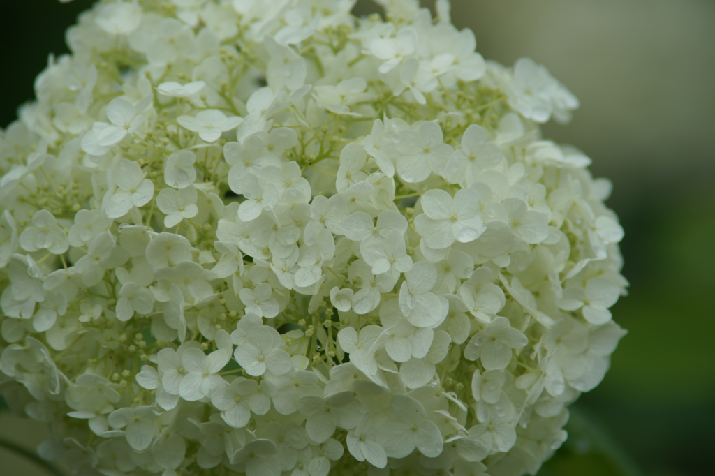 雨上がりの花菜ガーデンにて 6/27 DSC01482