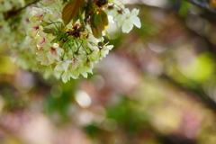 朝の光の中で～ウコン桜～③