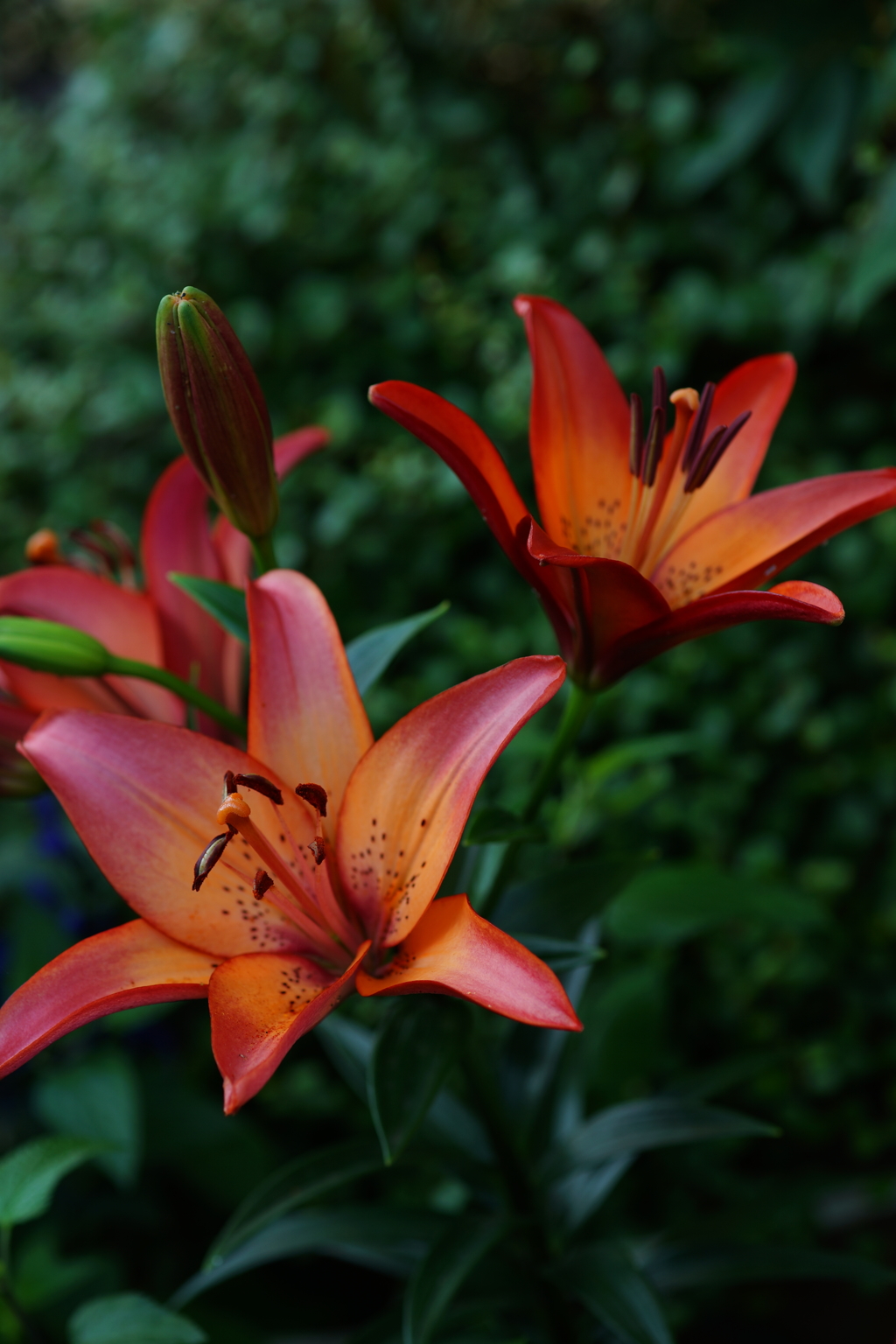 咲き始め ユリ 2016 6/11 DSC03581