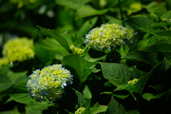 色付く紫陽花～極楽寺～①