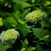 色付く紫陽花～極楽寺～①