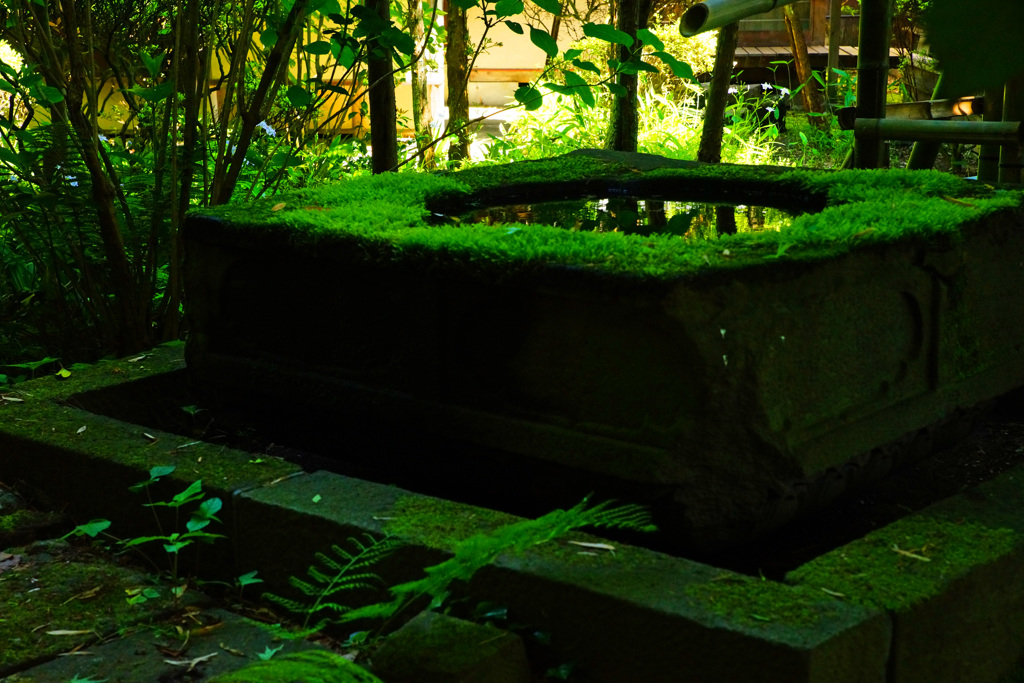 緑の光に癒されて...水鏡