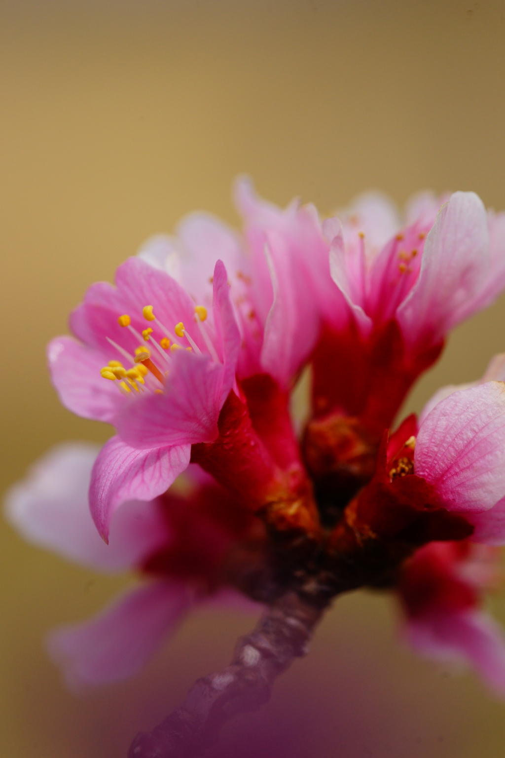 春色～オカメ桜～①