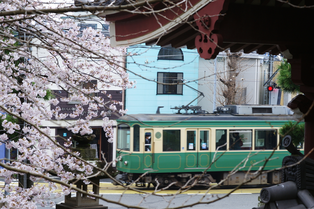満開の桜と江ノ電 龍口寺ぶら散歩 2016 4/2 DSC04386