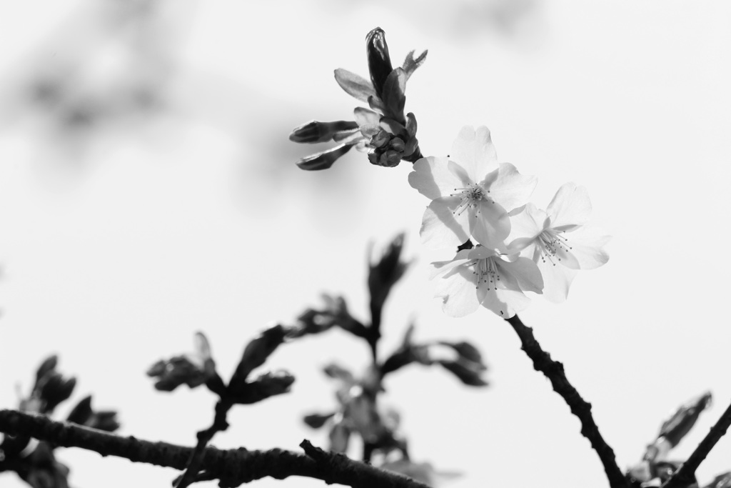 ぶらっと広町へ～桜～③