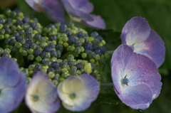 雨上がりの紫陽花 鎌倉にて5/30　PICT2416