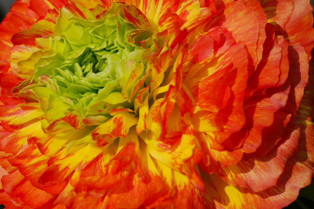 カラフルなやつら あさつゆ広場 2016 3/5 DSC03689