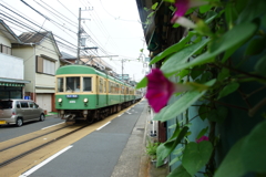 夏の朝ぶら 2016 7/16 DSC05695