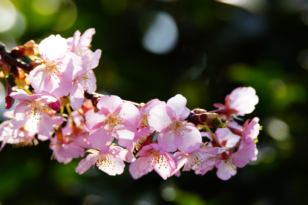 春色 フラワーセンター大船植物園 2016 2/27 DSC06231