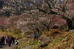 湯河原梅林の春景～春一番が吹いた後で～③