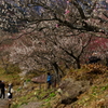湯河原梅林の春景～春一番が吹いた後で～③