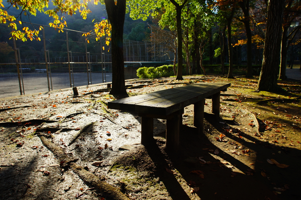 去りゆく秋の光と影～南郷上ノ山公園～