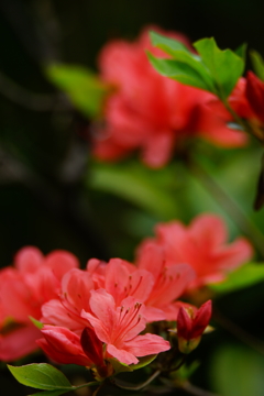 ツツジ～仏行寺～③