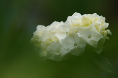 横須賀菖蒲園にて 6/6 DSC00558