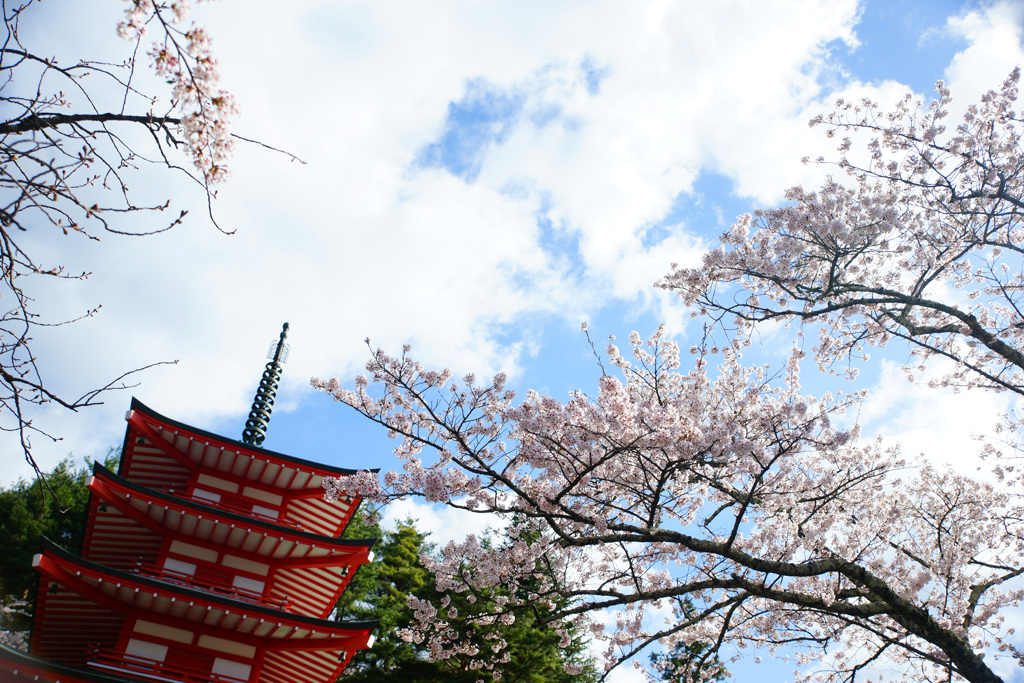 新倉山浅間公園で春の一日を…③