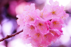 春色～春めき桜～②