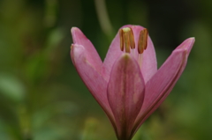 雨上がりの花菜ガーデンにて 6/27 DSC01405