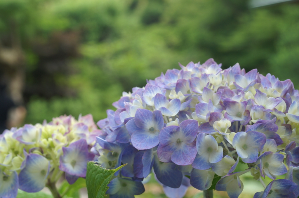 鎌倉　長谷にて②PICT2187