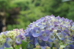 鎌倉　長谷にて②PICT2187