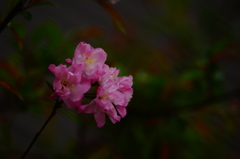 北鎌倉 ぶら散歩 2016 4/10 DSC08631