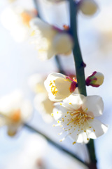 白く透き通る梅花弁 ②