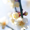 白く透き通る梅花弁 ②