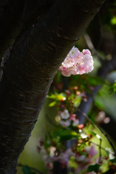 朝の光の中で～八重桜～⑤