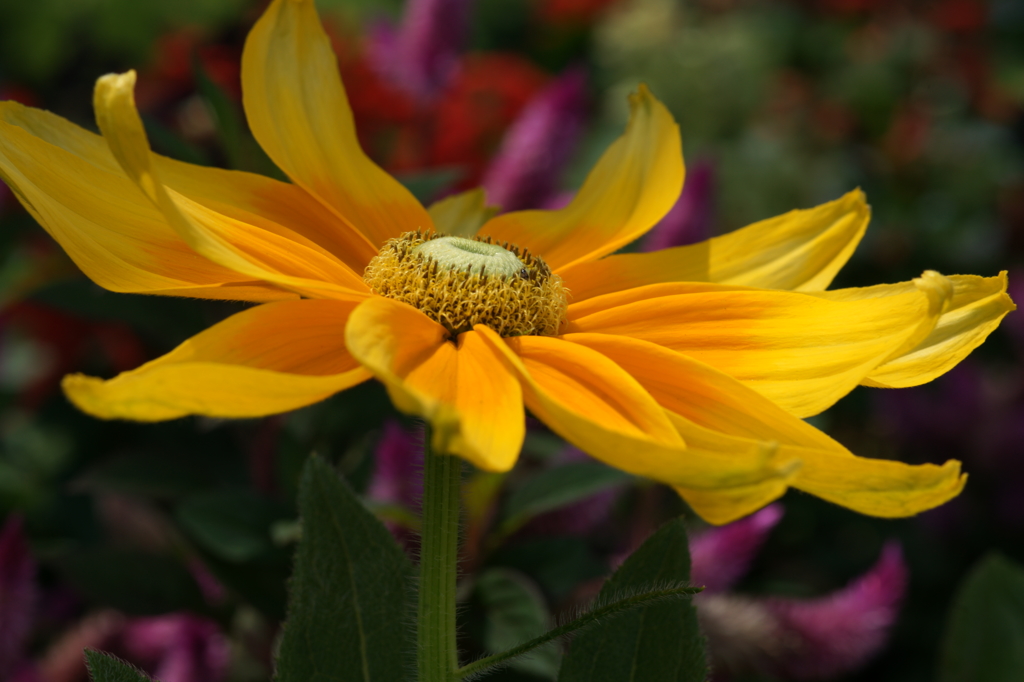 ぶら散歩 弥勒寺 7/25 DSC03592