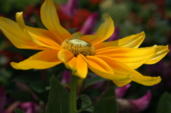 ぶら散歩 弥勒寺 7/25 DSC03592