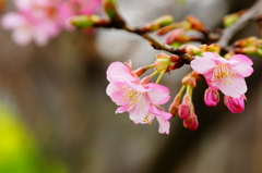 河津桜 三浦海岸ぶら散歩 2016 2/6 DSC05163